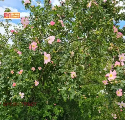 Photo 4 — Plot in Sofiya, Pz Iliyanci