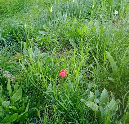 Photo 2 — Agricultural Land in Oblast Vidin, Stakevci
