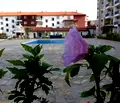 Снимка 4 — Многостаен апартамент в Бургас, с. Равда