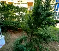 Снимка 3 — Двустаен апартамент в Бургас, к.к. Слънчев бряг