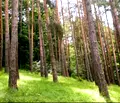Снимка 3 — Земеделски имот във Варна, Бяла
