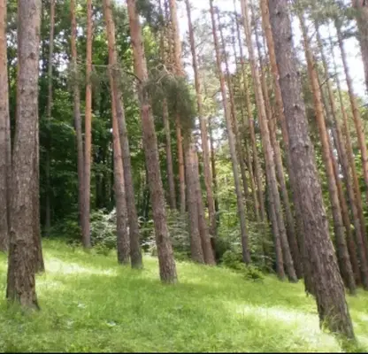Photo 3 — Agricultural Land in Oblast Varna, Byala