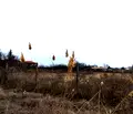 Снимка 2 — Земеделски имот в Бургас, с. Тънково
