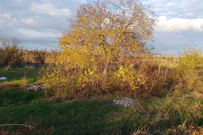 Agricultural Land in Oblast Plovdiv, Yagodovo