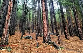 Къща в с. Мърчаево