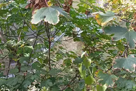 Къща в София, Лозенец