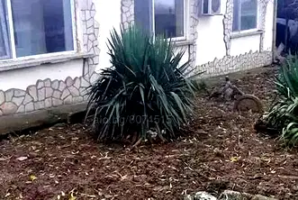 Къща в Русе, Мидия Енос