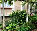 Снимка 4 — Къща във Враца, Самуил