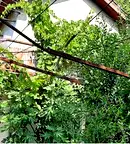 Къща в Русе, в.з. Касева Чешма