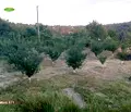 Снимка 5 — Къща в Русе, в.з. Левента