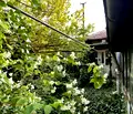 Снимка 5 — Къща в Добрич, с. Българево