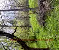 Снимка 2 — Къща в Ловеч, с. Голяма Желязна
