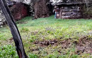 Къща в Перник, Трън
