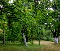 Снимка 4 — Къща в Перник, с. Николаево