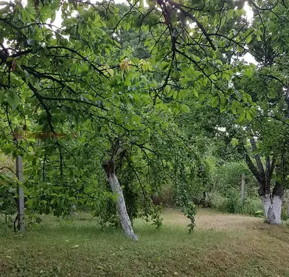 Снимка 4 — Къща в Перник, с. Николаево