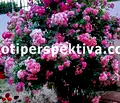 Снимка 4 — Къща в Пловдив, с. Церетелево