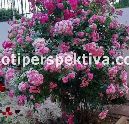 Photo 4 — House in Oblast Plovdiv, Ceretelevo