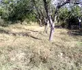 Снимка 4 — Къща в Пловдив, с. Кръстевич