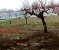 Снимка 4 — Къща в Русе, с. Борисово