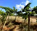 Снимка 4 — Къща в Сливен, с. Радево