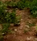 Къща в София, Годеч