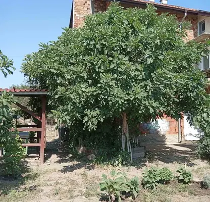 Снимка 5 — Къща в Стара Загора, с. Преславен