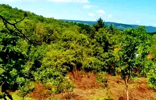 Къща във Велико Търново, Стражица