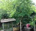 Снимка 4 — Къща във Велико Търново, с. Дъскот