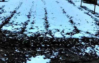 Къща във Видин, Димово