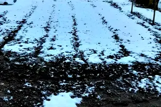 Къща във Видин, Димово