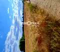 Снимка 4 — Земеделски имот в Пловдив, с. Труд