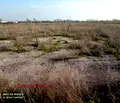 Снимка 4 — Земеделски имот в Пловдив, с. Труд