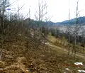 Снимка 5 — Земеделски имот в Смолян, Смолян