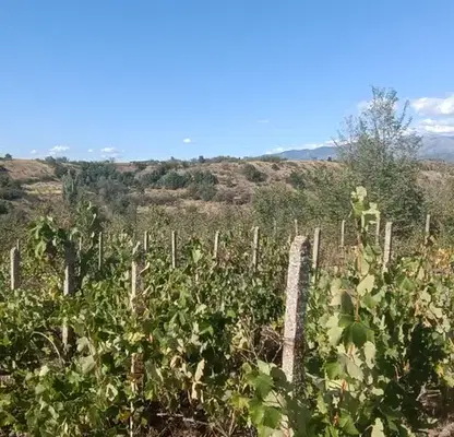 Photo 2 — Vineyard in Blagoevgrad, Rilci