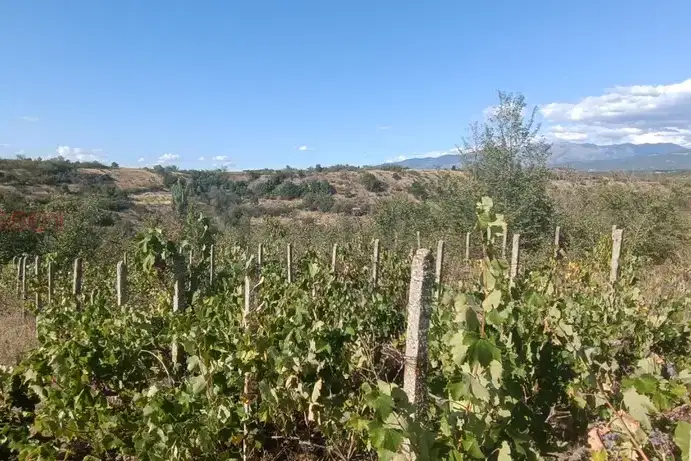 Vineyard in Blagoevgrad, Rilci