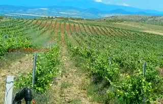 Земеделски имот в Сливен, с. Полско Пъдарево