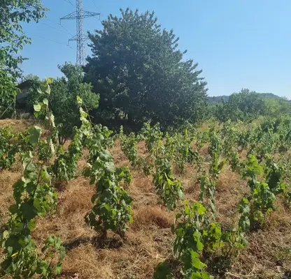 Photo 2 — Agricultural Land in Oblast Varna, Aksakovo