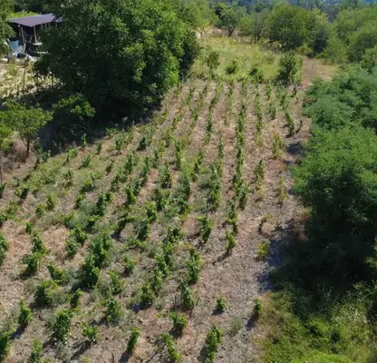 Photo 3 — Agricultural Land in Oblast Varna, Aksakovo