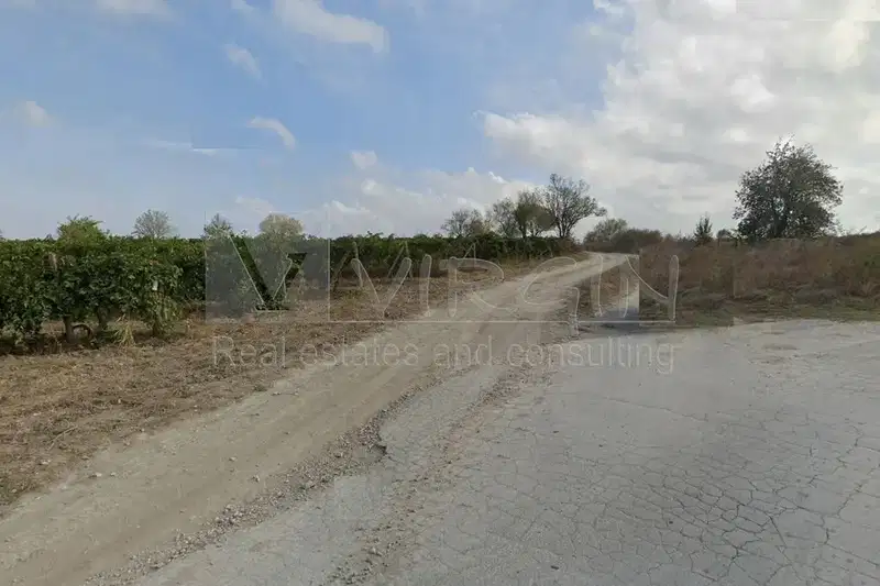 Vineyard in Varna, Byala