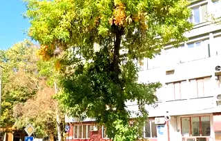 Магазин в Кърджали, Център