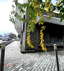 Магазин във Варна, Чайка