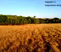 Снимка 4 — Земеделски имот в Бургас, Ахтопол