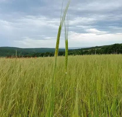 Photo 2 — Agricultural Land in Oblast Burgas, Banya