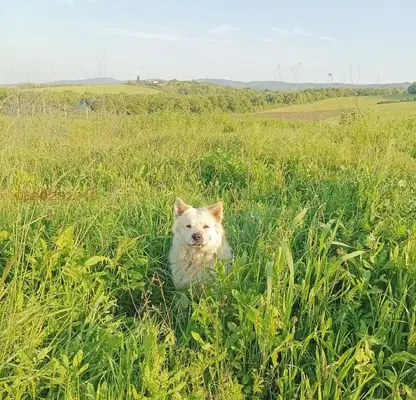 Photo 4 — Agricultural Land in Oblast Burgas, Banya