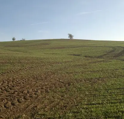 Photo 2 — Agricultural Land in Oblast Burgas, Pynchevo