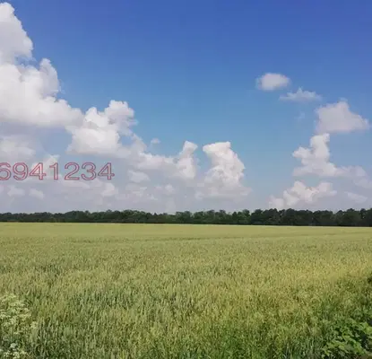 Photo 2 — Agricultural Land in Oblast Dobrich, General Toshevo