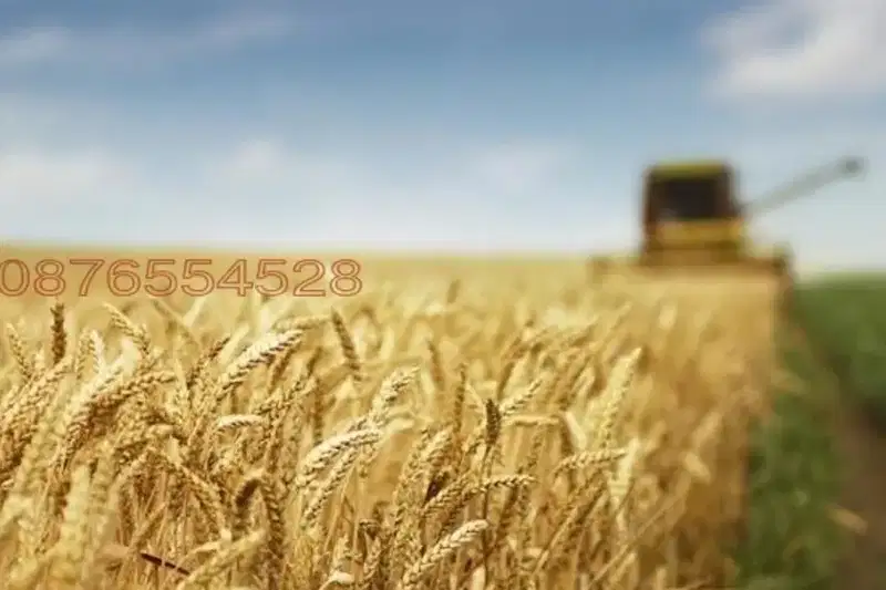 Земеделски имот в Добрич, с. Безводица