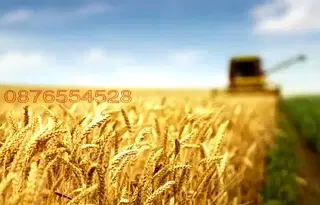 Земеделски имот в Добрич, с. Безводица