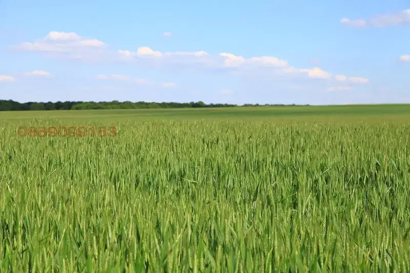 Agricultural Land in Oblast Dobrich, Dybovik