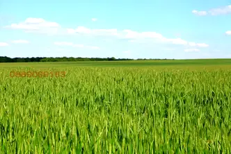 Земеделски имот в Добрич, с. Дъбовик
